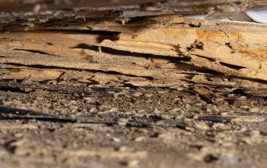 Causes of Wood Rot in Crawl Space