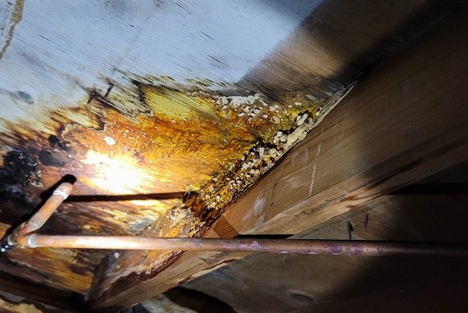 A Mold-Infested Ceiling | Prevent Mold Growth